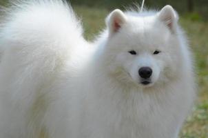 Face of an American Eskimo Dog photo