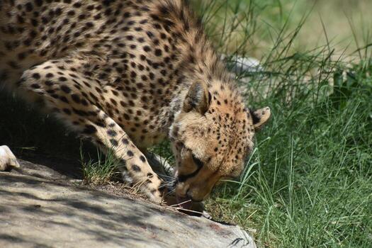 Sleek Cheetah Licking Something Off of a Rock photo