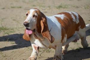 Large Brown and White Basset Hound Dog photo