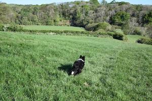 Grass Pasture with a Black and White Border Collie Running photo