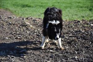 Attentive Border Collie Dog Waiting for Direction photo
