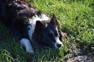 Beautiful Border Collie Dog Laying Down in Green Grass photo