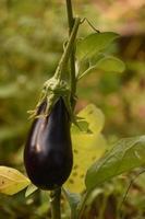 Close Up Look at a Purple Eggplant in a Garden photo