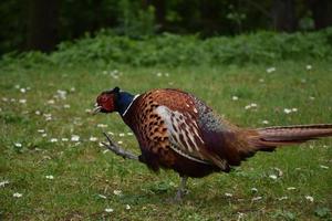 Pheasant Strutting His Stuff with His Tail Following photo