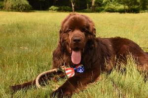 Silly Brown Newfoundland Dog Resting in Green Grass photo