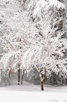 Snow Covering and Coating Trees in the Winter Time photo