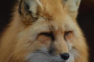 Foxy Face Up Close photo