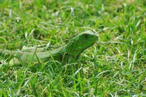 Green Iguana in Thick Grass photo