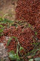 Group of Red Beetles Crawling on Rocks photo