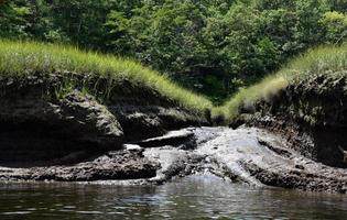 hierba de pantano y marismas a lo largo del río norte foto