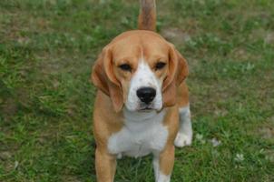 hermoso perro beagle sentado foto