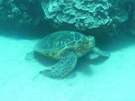 Hawksbill Sea Turtle photo