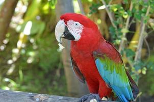 Red Macaw Eating a Piece of Bread with Crumbs photo