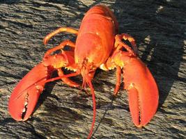 Maine Lobster Cooked on the Beach photo