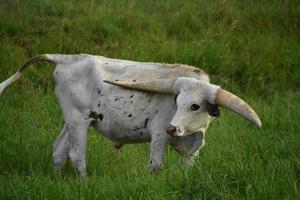 buey de cuernos largos blanco en un campo mirando por encima del hombro foto