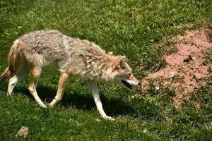 coyote paseando y merodeando en dakota del sur foto