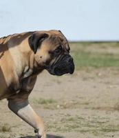 perro mastín foto