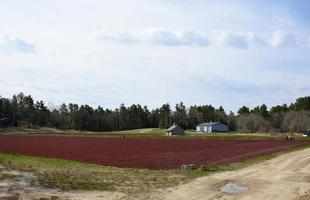 Beautiful Red Cranberries Growing in a Bog photo