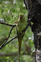 Pair of Green Parrots Sitting in a Tree photo