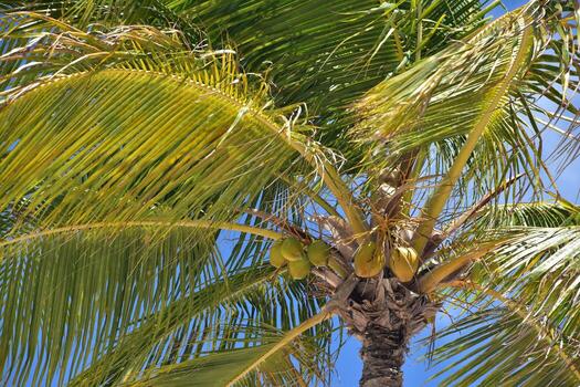 Palm Trees and Coconuts in a Tree in Aruba photo