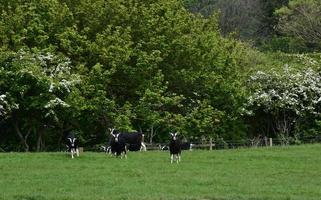 Black and White Goats in a Field on a Farm photo