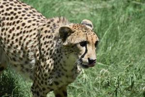 Close Up Look at a Cheetah Licking His Nose with His Tongue photo