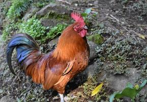 hermoso pollo de cresta roja con impresionantes plumas marrones y negras foto