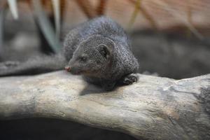 Cute Little Dwarf Mongoose Laying on a Rock photo