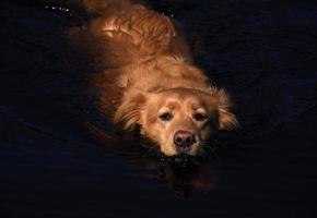 Pink Nose on a Toller Retriever Dog Swimming photo