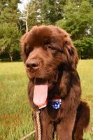 Sitting Big Brown Newfoundland Dog with a Patriotic Bow Tie photo