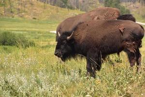 Bison in a Field with Wildflowers in the Summer photo