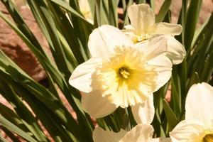 White Narcissus Flowers in Bloom in the Spring photo