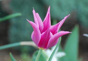 muy bonita flor rosa tulipán puntiagudo flor flor foto