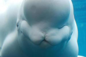 mirada realmente fantástica a una ballena beluga bajo el agua foto