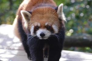 hermoso oso panda rojo con largos bigotes foto