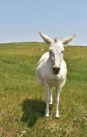 Fluffy White Burro Standing in a Grass Meadow photo