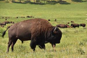 migrar y pastorear manada de bisontes en el campo foto