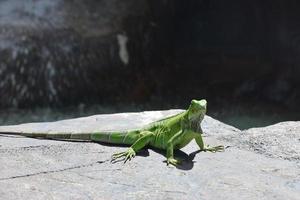 Sunning Bright Green Iguana Posing on a Rock photo