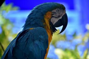 Side Profile of a Blue and Gold Parrot photo