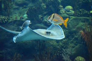 mantarraya nadando con peces de colores a lo largo de un arrecife foto