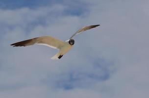 Black and White Laughing Gull Flying on a Cloudy Day photo