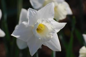 Perfect White Daffodil Flower in Bloom photo