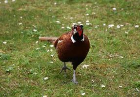 Common Pheasant Walking Forward in Grassy Area photo