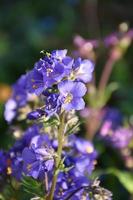 Pretty Blooming Purple Delphinium Flower Blossoms in a Garden photo