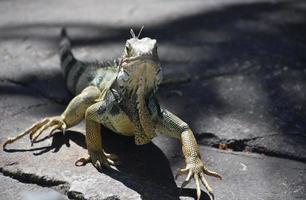 Scaled Gray Iguana Walking on a Rock photo