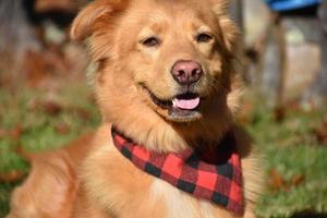 Happy Go Lucky Duck Tolling Retriever Dog photo