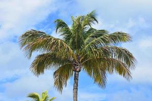 Palm Tree Against a Cloudy Sky in the Tropics photo