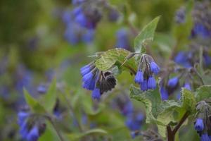 Drooping Bellflowers in the Wild Blooming and Flowering photo