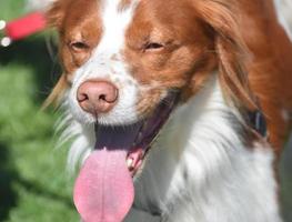 Spaniel bretón blanco y rojo con la lengua fuera foto