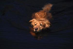 cachorro golden toller nadando en aguas oscuras foto